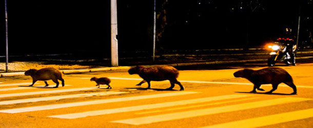 Capivara on the Road