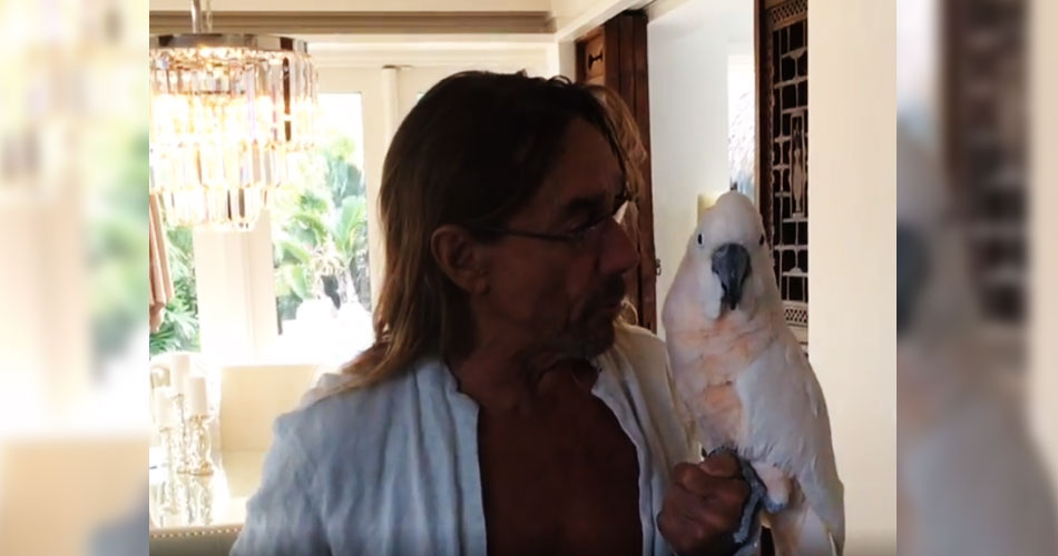 Biggy Pop, ave de estimação de Iggy Pop, ganha título de patrono de hospital veterninário