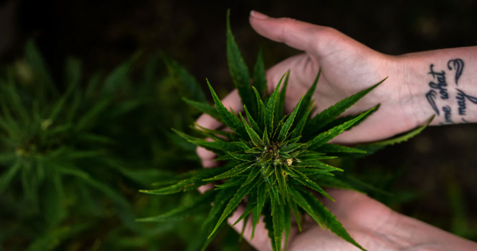 Comissão adia votação de proposta que legaliza cultivo de Cannabis para fins medicinais