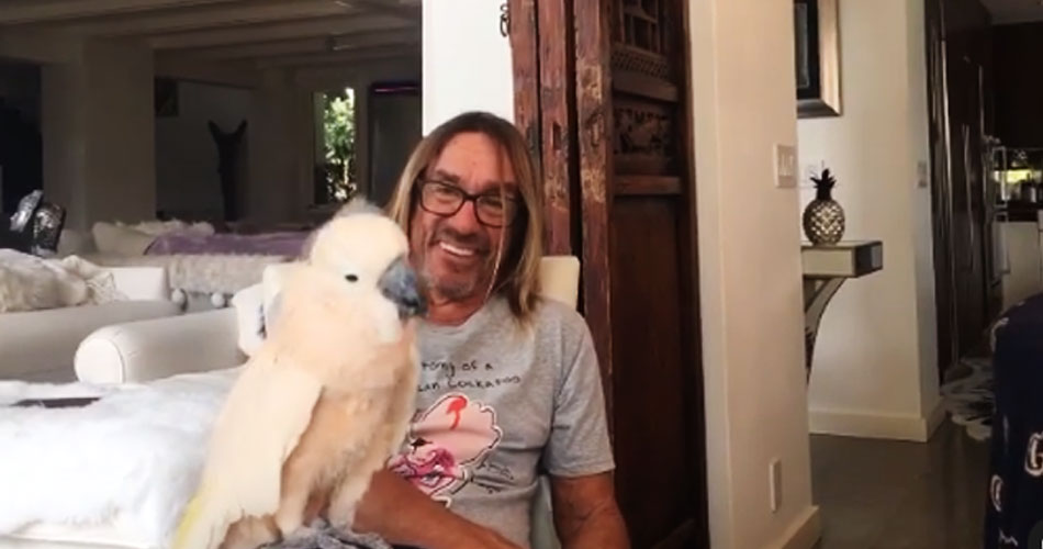 Cacatua de Iggy Pop faz sucesso na internet com coreografia do Sleaford Mods