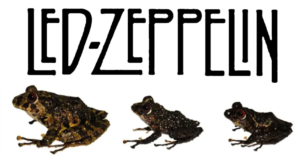 Led Zeppelin dá nome a nova espécie de sapo do Equador