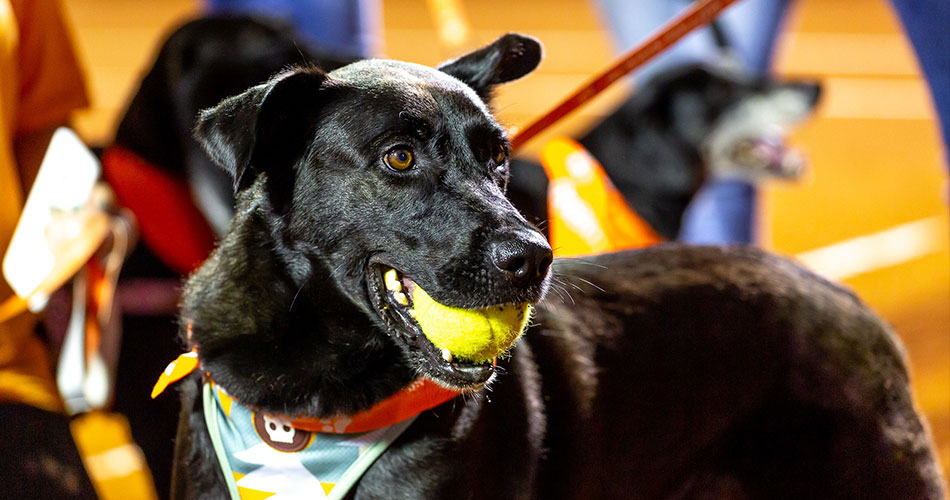 CãoDulas entram em ação no Rio Open e conquistam coração dos torcedores